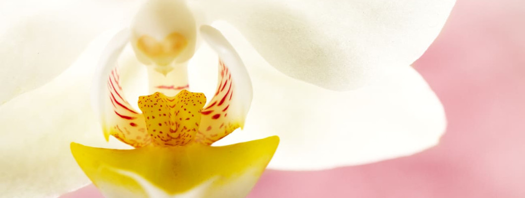 科技與蘭花相遇，智慧農業開啟花卉產業新時代