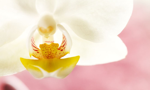 科技與蘭花相遇，智慧農業開啟花卉產業新時代