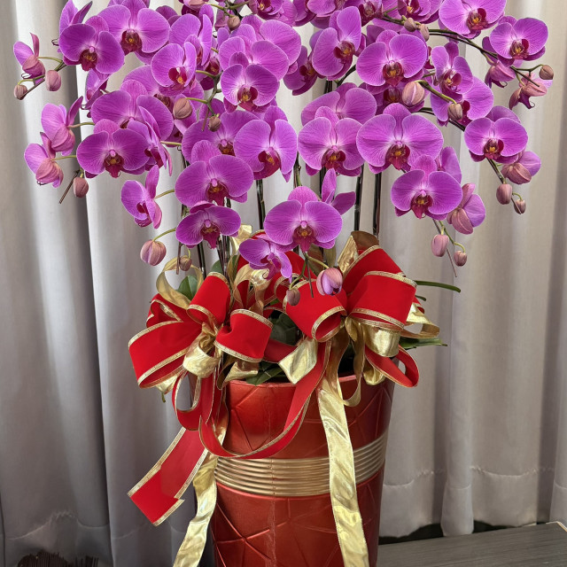 落地款式(素面/花紋/11株)