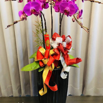 落地款式(素面/花紋/5株)