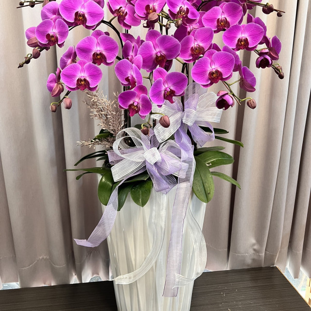 落地款式(素面/花紋/9株)